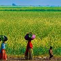 India - Women walking by mustard field
